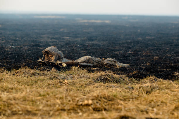 istock Burnt dead alligator lying on dry grass - 2 1400163011