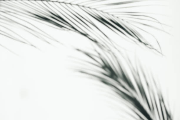 istock Abstract shadows from the leaves of tropical trees on a white wall. Copy space 1400163555