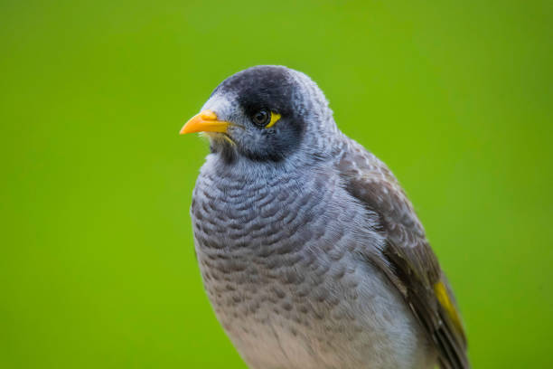 istock Noisy Miner close up 1400164381