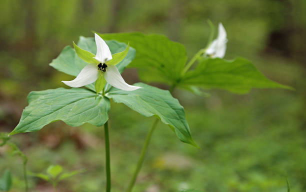 kwiat gięty trillium - trillium great smoky mountains national park flower appalachian mountains zdjęcia i obrazy z banku zdjęć