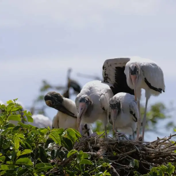 Woodstork bird family with the baby birds almost ready to leave the nest in the Florida wetlands