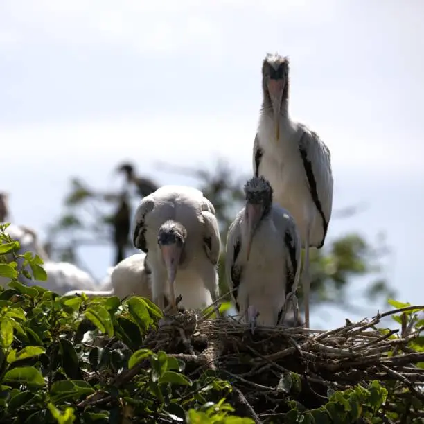 Wood stork birds sitting in their nest in the Florida wetlands