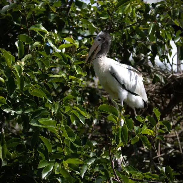 Baby Woodstork bird in the Florida wetlands tree