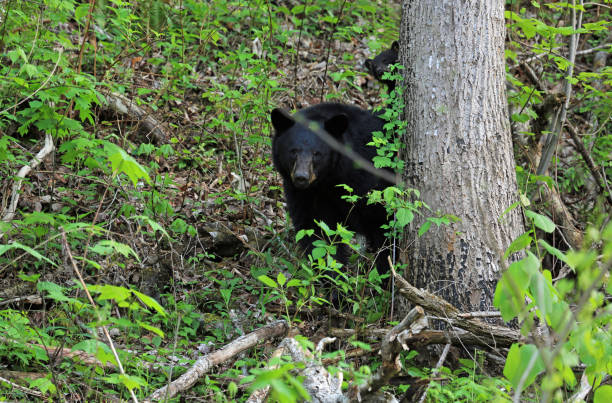 мама-медведица и ее детеныш за деревом - great smoky mountains national park стоковые фото и изображения