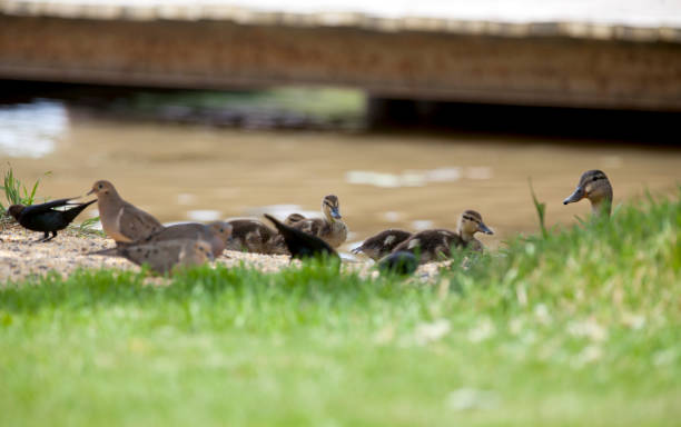 istock Mallards enjoying a river in Western Ontario. 1400166224