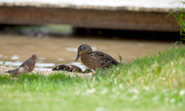 istock Mallards enjoying a river in Western Ontario. 1400166229