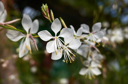 Juneberry with stare shaped flowers, afer blooming it become berry like , pome fruit.