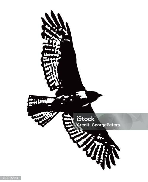 Hawk Flying Stock Illustration - Download Image Now - Vector, Red ...