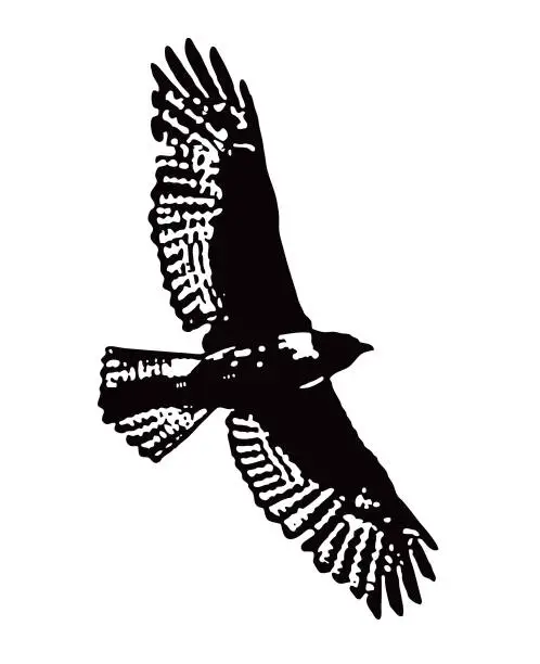 Vector illustration of Hawk flying