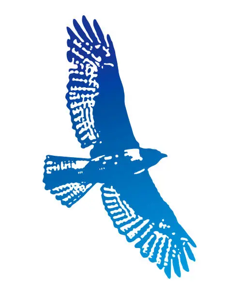 Vector illustration of Hawk flying