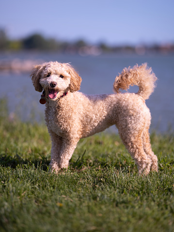 A mini Labradoodle puppy outdoors during the summer months.