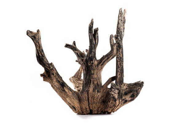 istock weathered dead branches of tree isolated on white background 1400167584