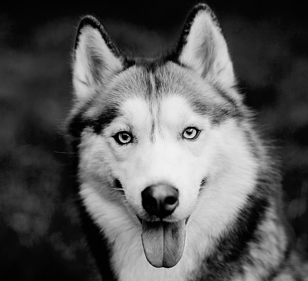 close up expressive portrait of a husky dog. monochrome image