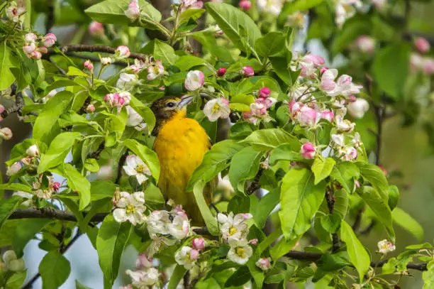 Baltimore Oriole, a female or inmature bird, is feasting on apple blossoms in spring