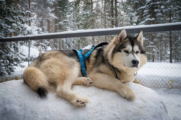 dog siberian hasky on winter background. - siberian husky imagens e fotografias de stock