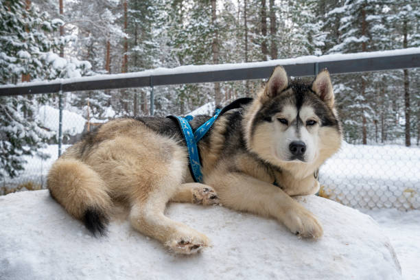 istock Dog siberian hasky on winter background. 1400169244