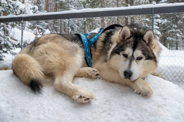 istock Dog siberian hasky on winter background. 1400169256