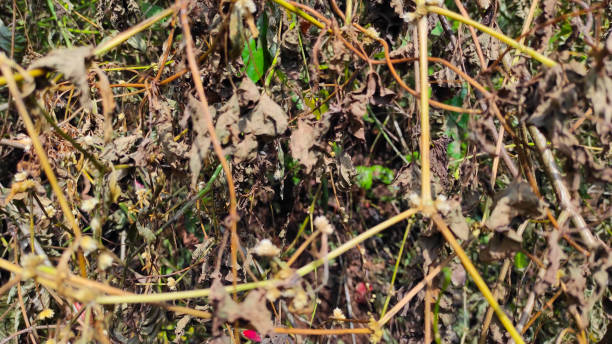 istock Dried up plants - stock photo 1400169295