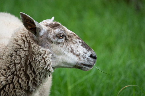 Sheep grazing in a field near Victoria, BC.