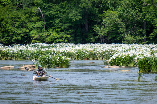 Catawba, South Carolina, USA - May 15, 2022: A man paddles his kayak through blooming Rocky Shoal Spider Lilies on the Catawba River