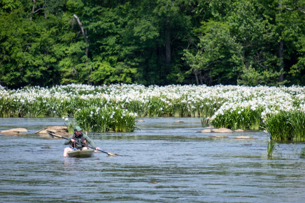 Catawba, South Carolina, USA - May 15, 2022 Catawba, South Carolina, USA - May 15, 2022: A man paddles his kayak through blooming Rocky Shoal Spider Lilies on the Catawba River spider lily stock pictures, royalty-free photos & images