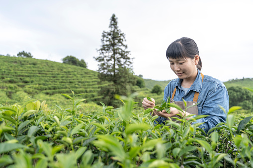 An Asian botanist is recording tea production on a tea plantation