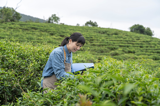 A woman farmer is recording the growth of tea leaves in a tea garden