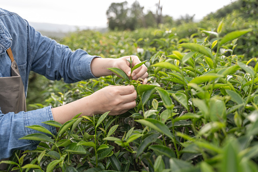 An Asian botanist is recording tea production on a tea plantation