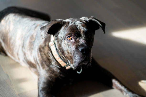 istock golden light on neopolitan mastiff 1400175712
