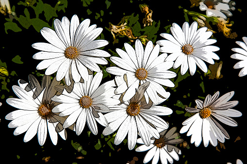 An abstract photo of a bunch of daisies in muted colors.
