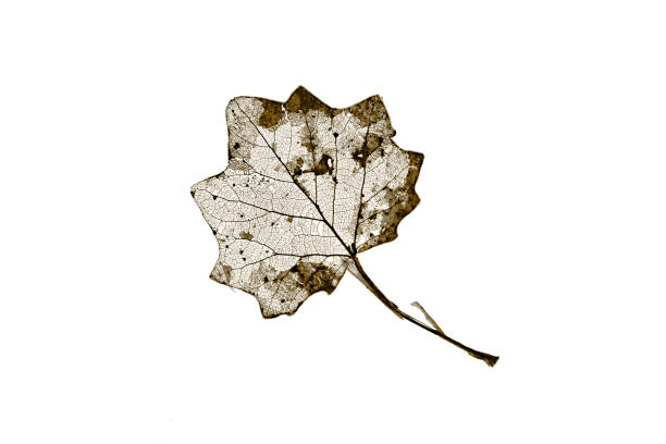 Sepia autumn leaf stock photo