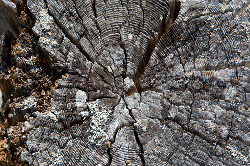 A macro shot of the end of a tree, showing its age with splits and age rings.