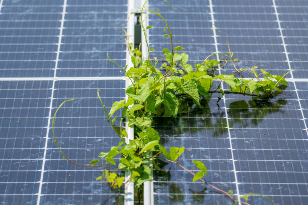 istock Weeds covering solar panels because lack of maintenance. 1400177464