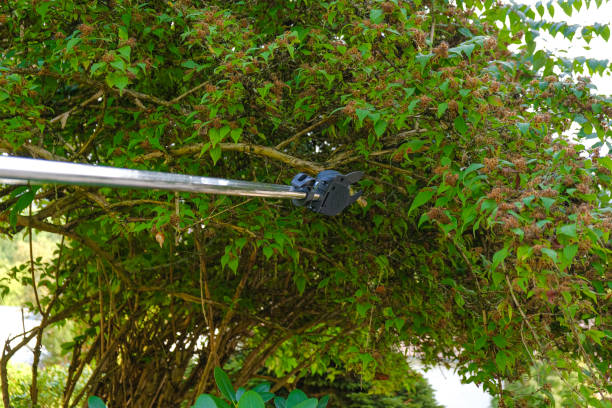 istock Telescopic garden shears cut green branches .telescopic pruner for pruning branches. Pruning Tool.Gardening and farming tools.plant formation 1400178076