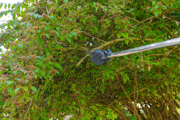 istock Garden telescopic pruner for pruning branches.Pruning tall trees in the garden.Telescopic shears cut green branches 1400178094