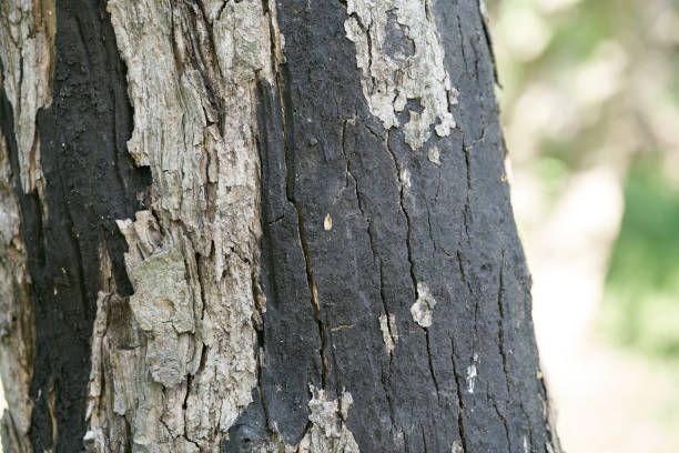 Sooty bark disease caused by the fungus Cryptostroma corticale stock photo