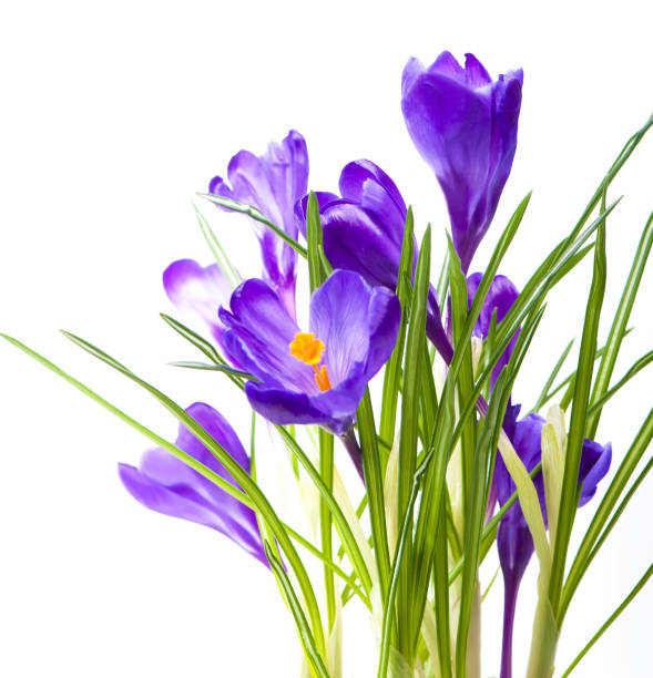 istock Crocus flower in the spring. Purple crocuses isolated on white background 1400179041