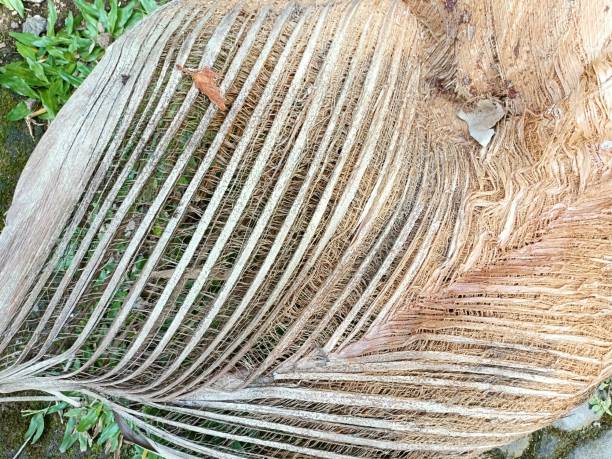 Wild Screw Pine in the forests of Sulawesi