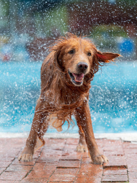 istock Golden Retriever spins off water by the pool 1400180104