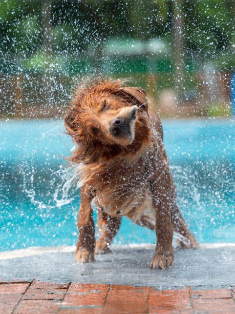istock Golden Retriever spins off water by the pool 1400180109