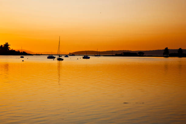 A golden color is painted across the bay, as the sun is rising, silhouetting boats and nearby islands in the Pacific Northwest.