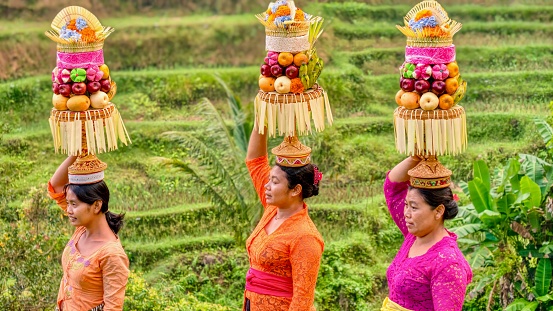 Ubud, Bali - July 29, 2016. Three Balinese women in a terraced rice paddy wearing colorful traditional ceremonial clothing balance towering fruit baskets on their heads which will be religious offerings in a Hindu temple.