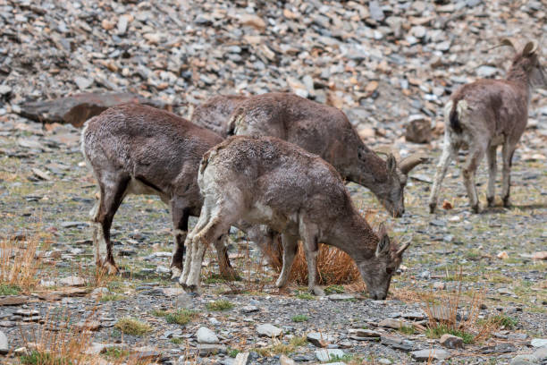 Wild blue sheep (Bharal) in Tibet Wild blue sheep (Bharal) in Tibet blue sheep photos stock pictures, royalty-free photos & images