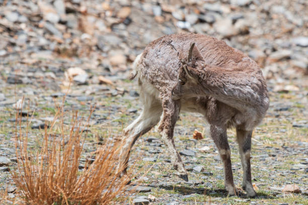 Wild blue sheep (Bharal) in Tibet Wild blue sheep (Bharal) in Tibet blue sheep photos stock pictures, royalty-free photos & images