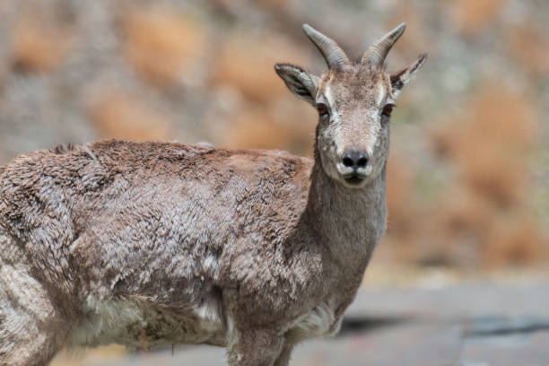 Wild blue sheep (Bharal) in Tibet Wild blue sheep (Bharal) in Tibet bharal photos stock pictures, royalty-free photos & images