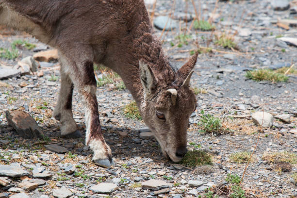 Wild blue sheep (Bharal) in Tibet Wild blue sheep (Bharal) in Tibet bharal photos stock pictures, royalty-free photos & images