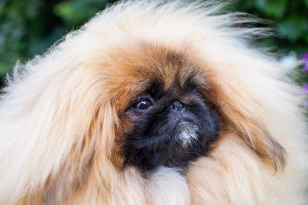 istock Portrait of pekingess. 1400182437