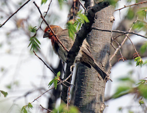 istock House Finch 1400182846