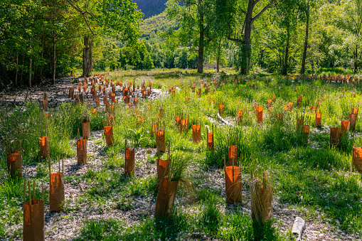 This 28 November 2021 photo shows plants being grown as part of a reforestation effort in Arrowtown near Tāhuna Queenstown, Aotearoa New Zealand.