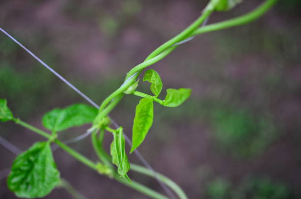 istock close up nature around the house 1400184422